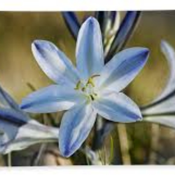 desert_lilly